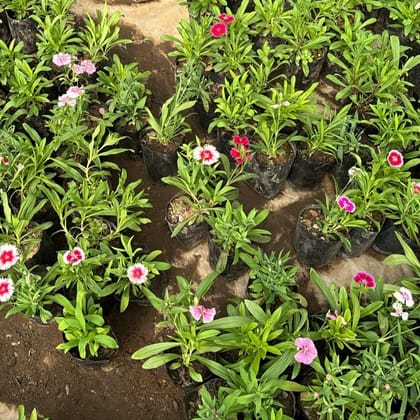 Buy Dianthus (any colour) in 4 Inch Nursery Bag Online | Urvann.com