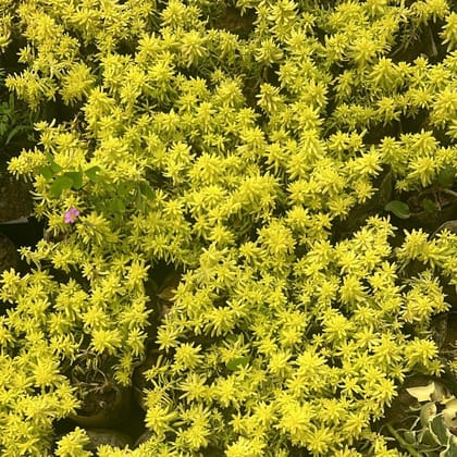 Buy Sedum Golden Succulent in 4 Inch Nursery Bag Online | Urvann.com