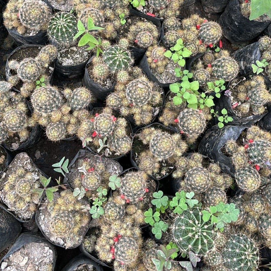 lobivia nigrispina Cactus in 4 Inch Nursery Bag