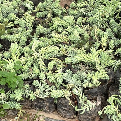 Buy Burro's Tail Succulent in 4 Inch Nursery Bag Online | Urvann.com