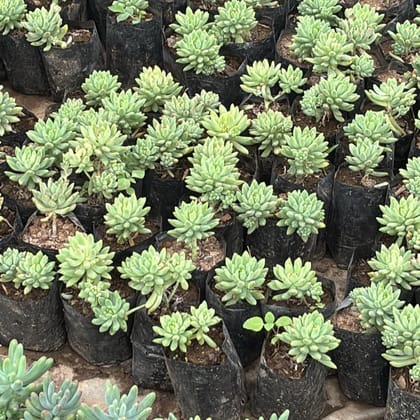 Buy Sedeveria Blue Burrito Succulent in 4 Inch Nursery Bag Online | Urvann.com