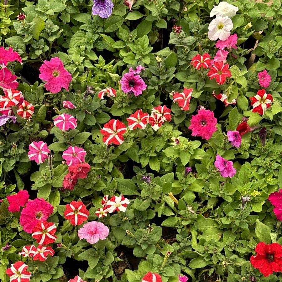 Set of 3 - Petunia (any colour) in 4 Inch Nursery Bag