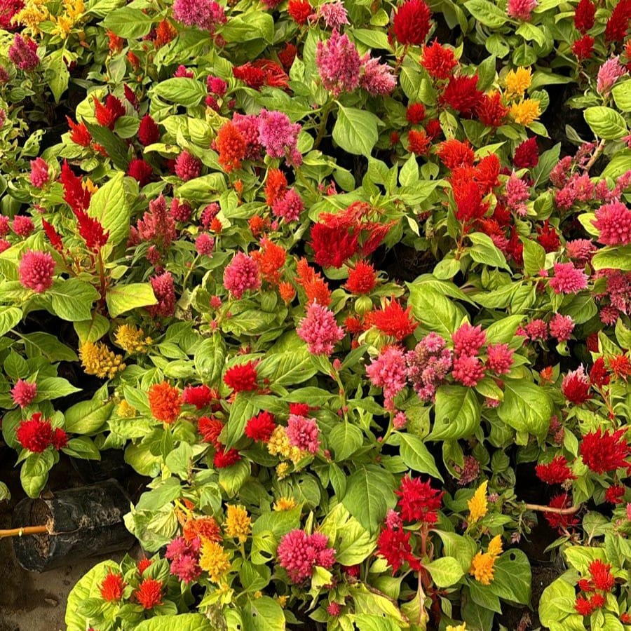 Set of 3 - Celosia / Cockscomb (any colour) in 4 Inch Nursery Bag