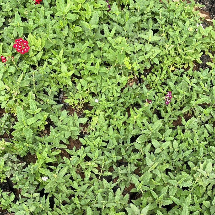 Set of 3 - Verbena (any colour) in 4 Inch Nursery Bag