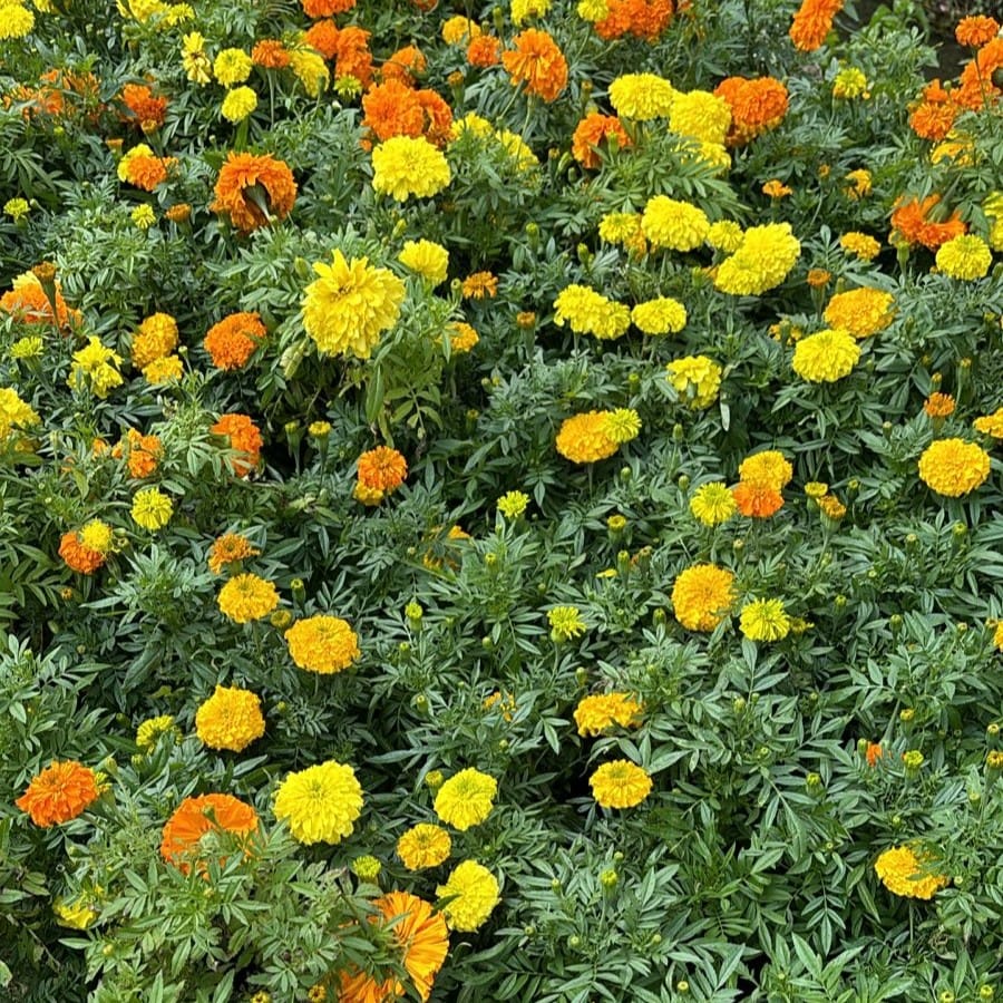 Set of 3 - Marigold (any colour) in 4 Inch Nursery Bag