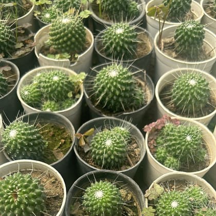 Buy Mammillaria Polythele cactus in 3 Inch Nursery Pot Online | Urvann.com