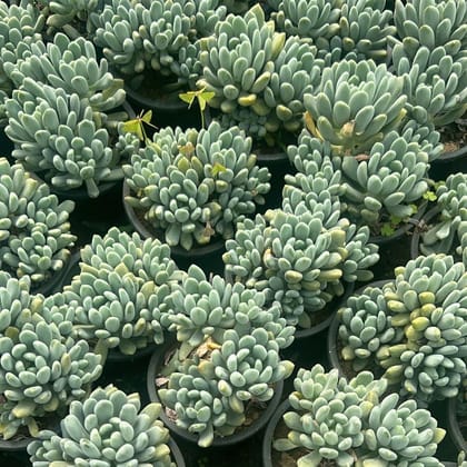 Buy Sedum Pachyphyllum Succulent in 4 Inch Nursery Pot Online | Urvann.com