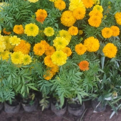 Buy Marigold / Genda in 3 Nursery Bag Online | Urvann.com