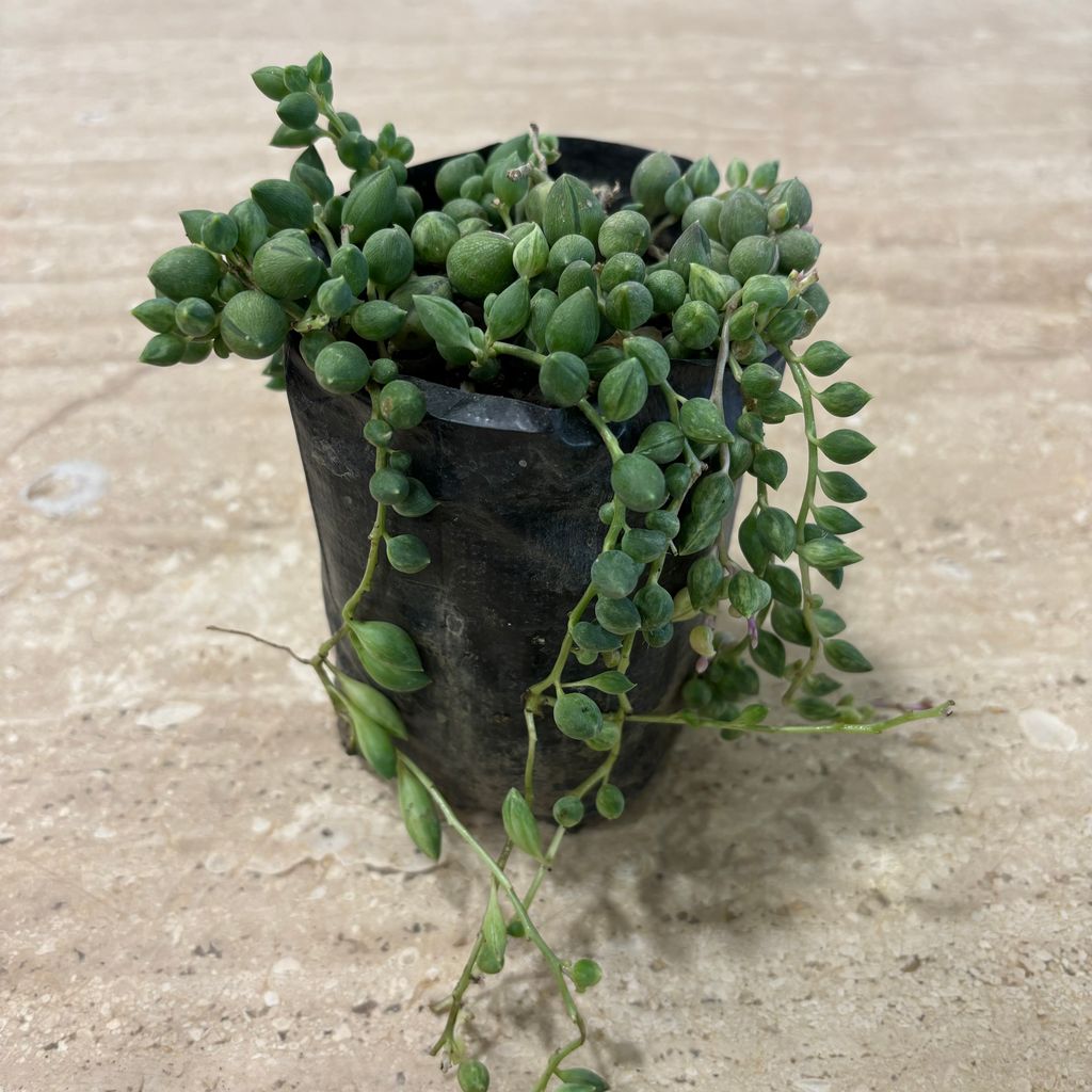 String of pearls Green Succulent in 3 Inch Nursery Bag