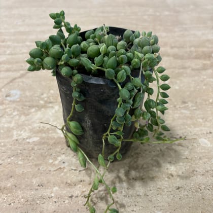 Buy String of pearls Green Succulent in 3 Inch Nursery Bag Online | Urvann.com