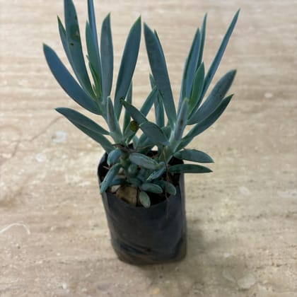 Buy Curio Ficodes Succulent in 3 Inch Nursery Bag Online | Urvann.com