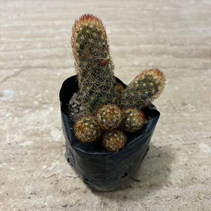 Buy Lady Finger Cactus in 3 Inch Nursery Bag Online | Urvann.com