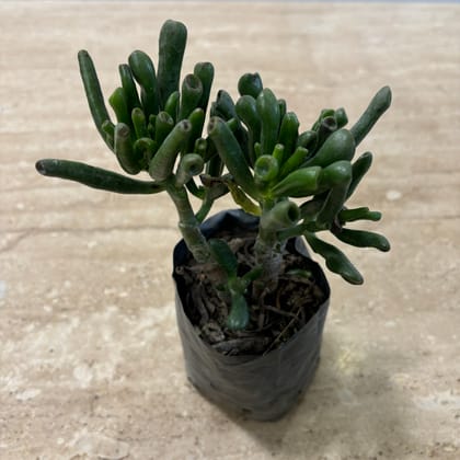 Buy Crassula Gollum Succulent in 3 Inch Nursery Bag Online | Urvann.com