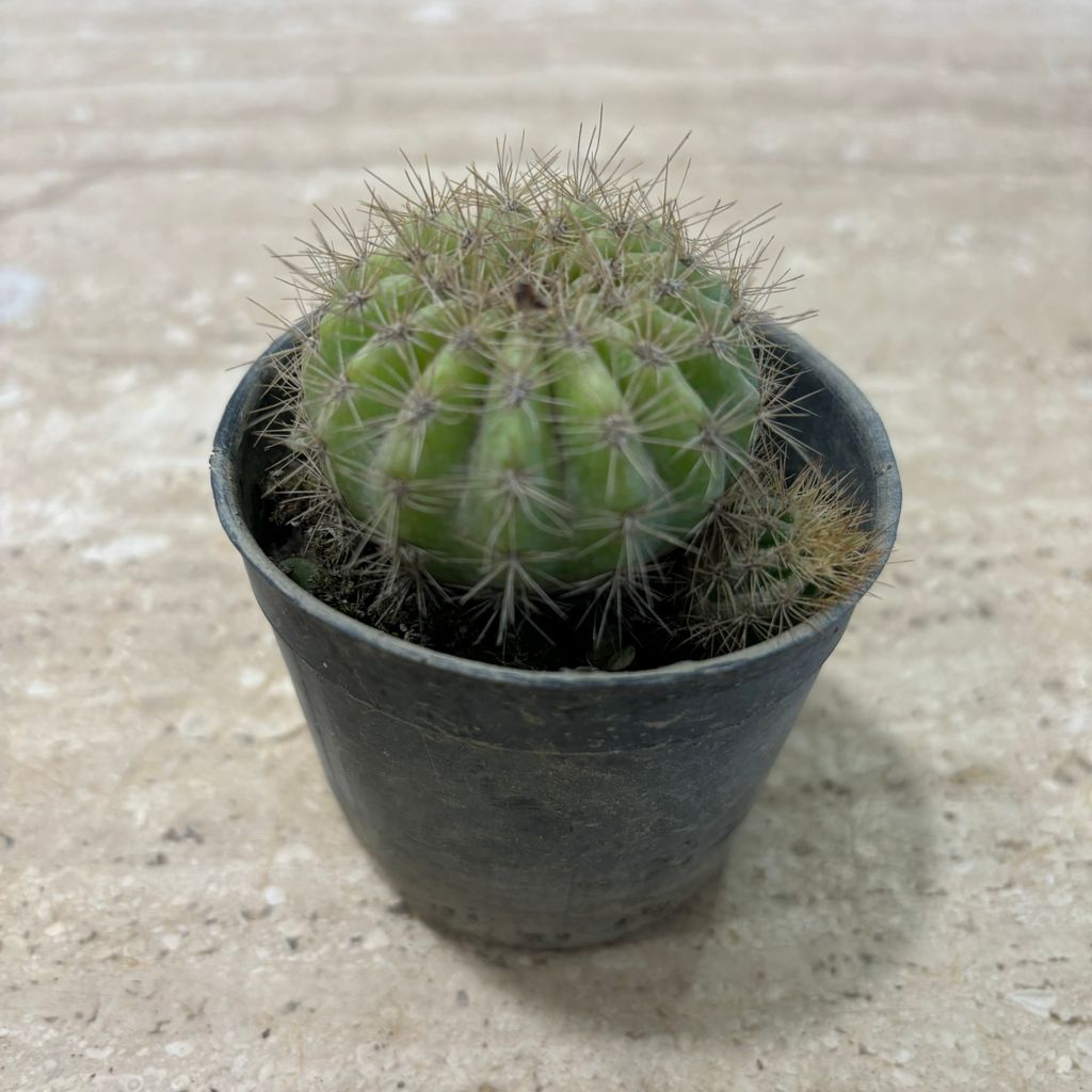 Red Barrel Cactus in 3 Inch Nursery Pot