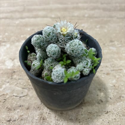 Buy Sedum Spathulifolium Cactus in 3 Inch Nursery Pot Online | Urvann.com