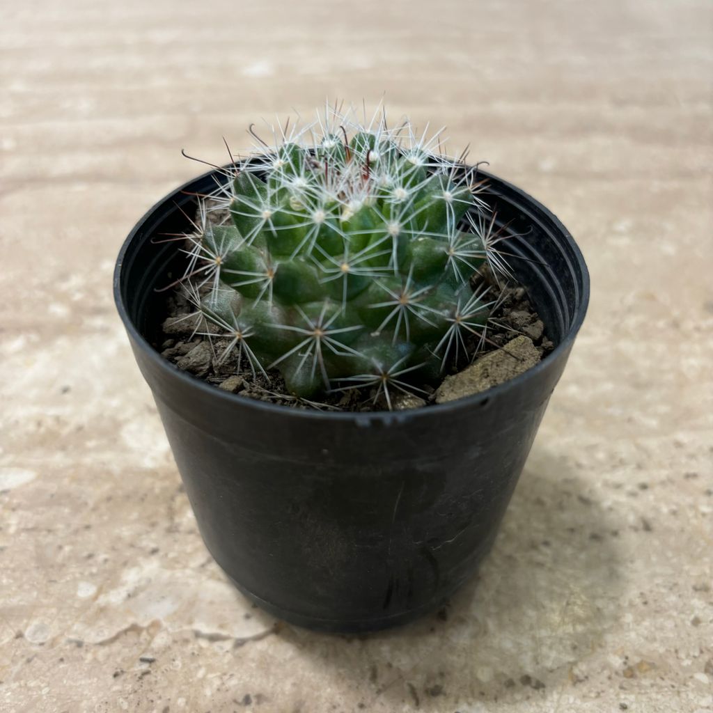 Green Barrel Cactus in 3 Inch Nursery Pot