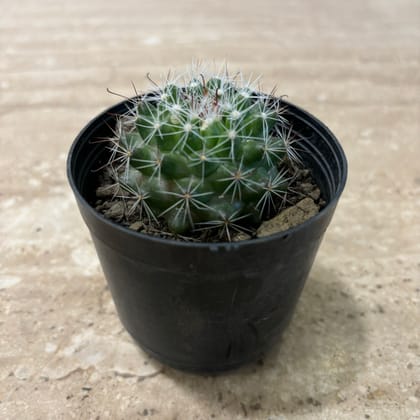 Buy Green Barrel Cactus in 3 Inch Nursery Pot Online | Urvann.com