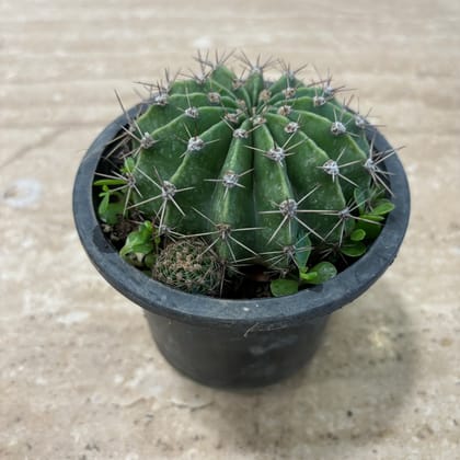 Buy Echinopsis Oxygona Cactus in 3 Inch Nursery Pot Online | Urvann.com