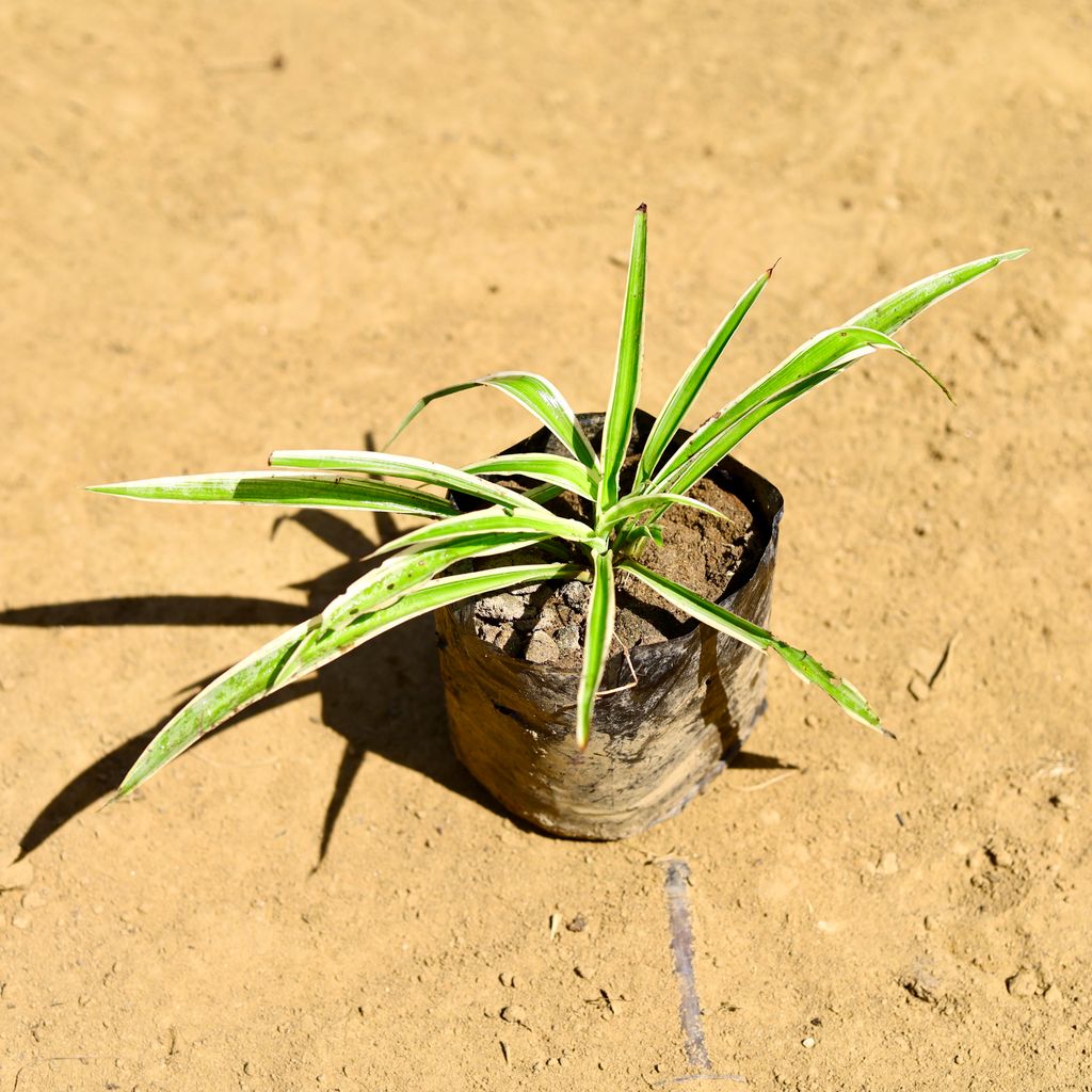 Spider in 4 Inch Nursery Bag