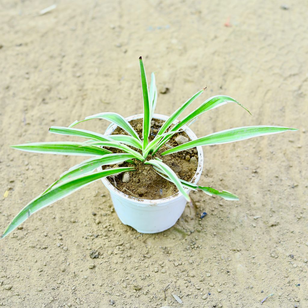 Spider in 4 Inch White Nursery Pot