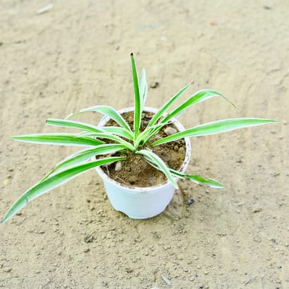 Buy Spider in 4 Inch Nursery Pot Online | Urvann.com