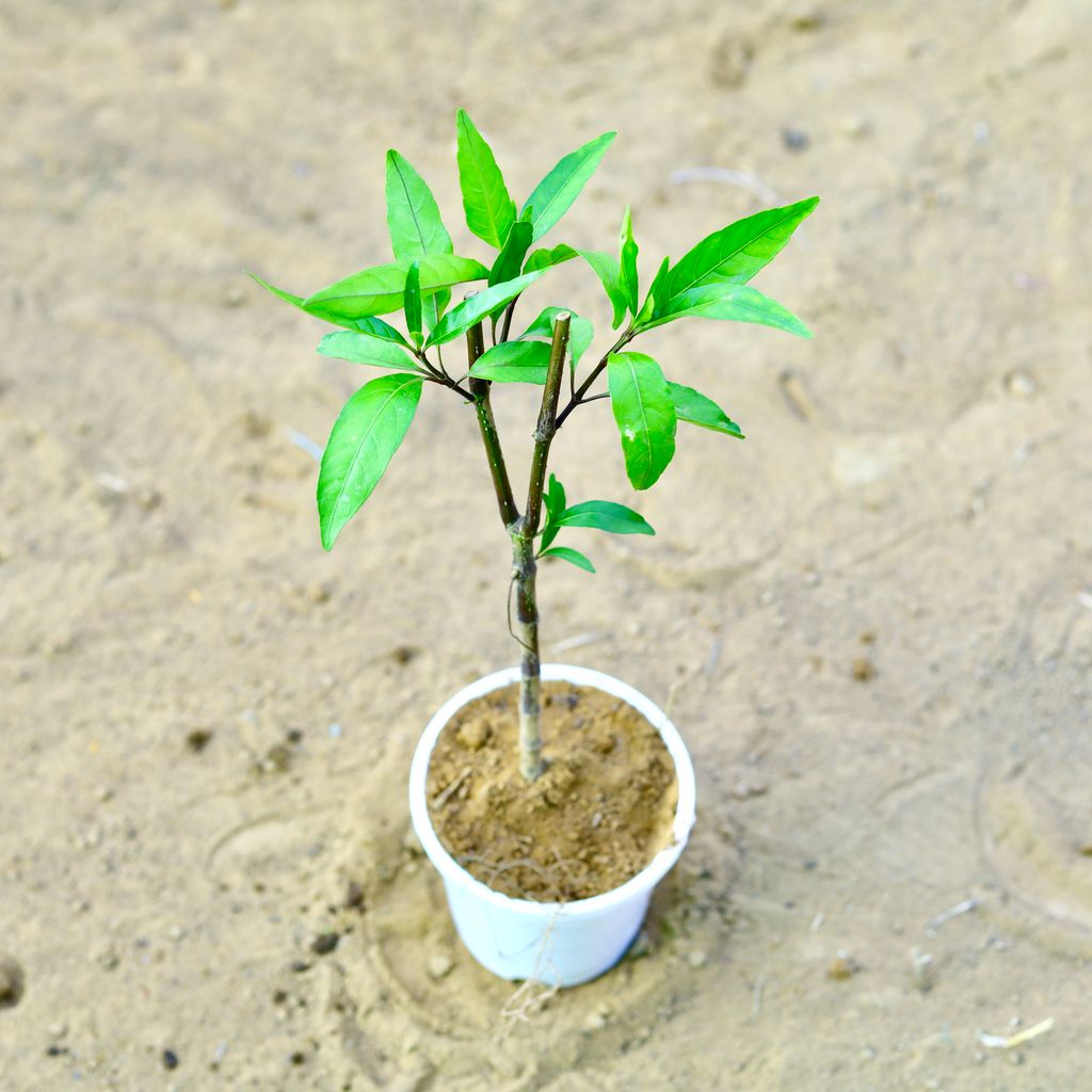 Sukh shanti in 4 Inch White Nursery Pot