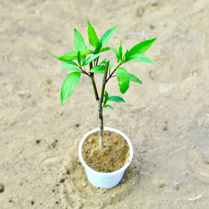 Buy Sukh shanti in 4 Inch Nursery Pot Online | Urvann.com