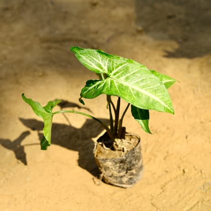 Buy Syngonium Green in 3 Inch Nursery Bag Online | Urvann.com