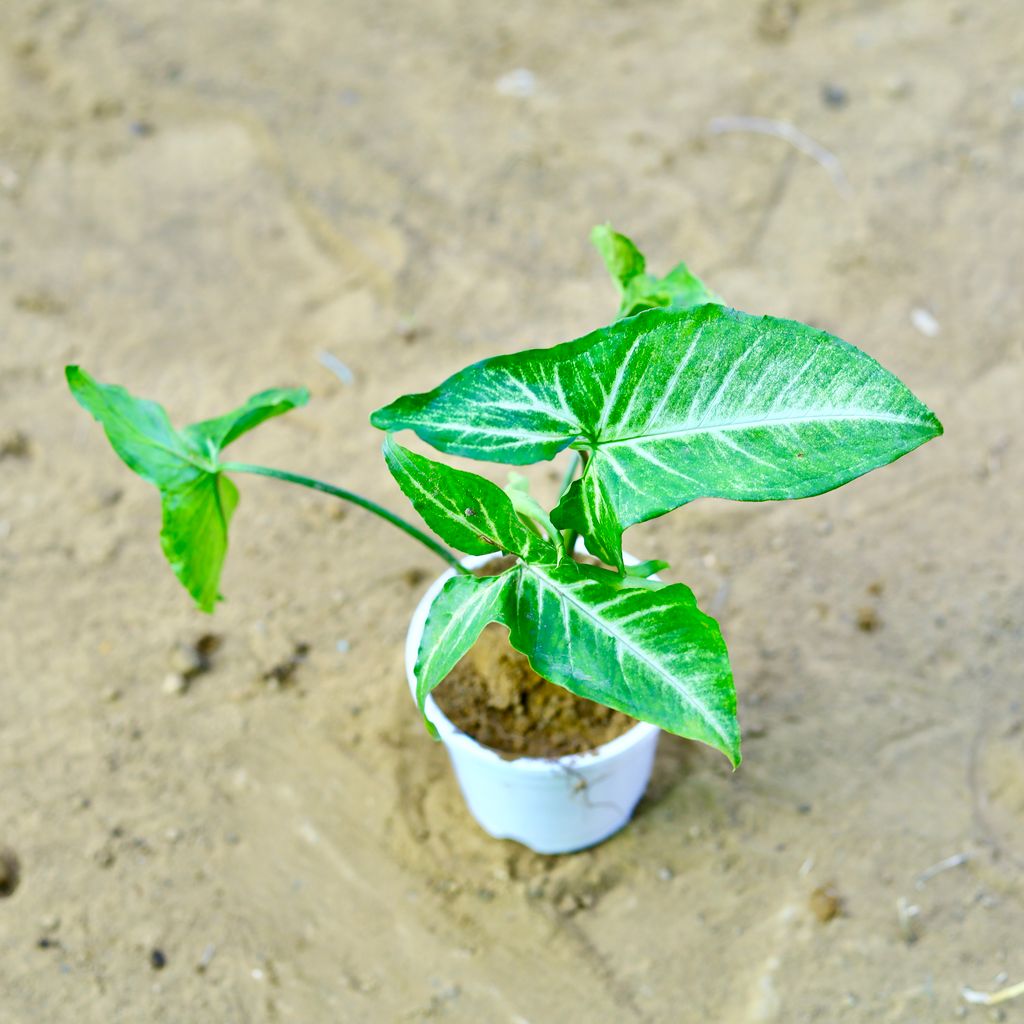 Syngonium green in 4 Inch White Nursery Pot