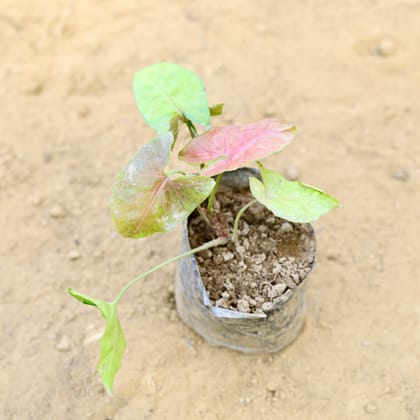 Buy Syngonium Pink in 3 Inch Nursery Bag Online | Urvann.com