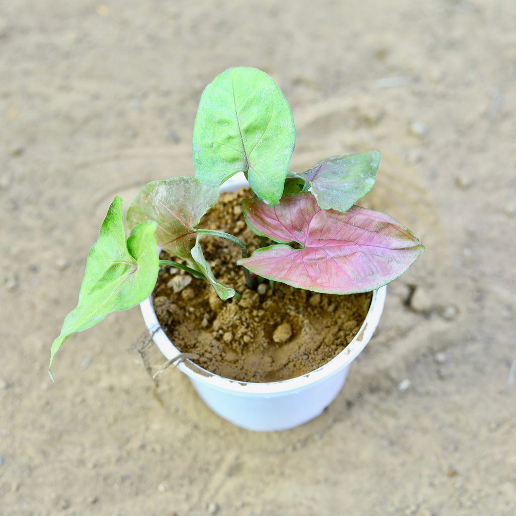 Syngonium Pink in 4 Inch White Nursery Pot