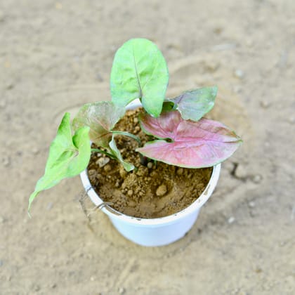 Buy Syngonium Pink in 4 Inch Nursery Pot Online | Urvann.com