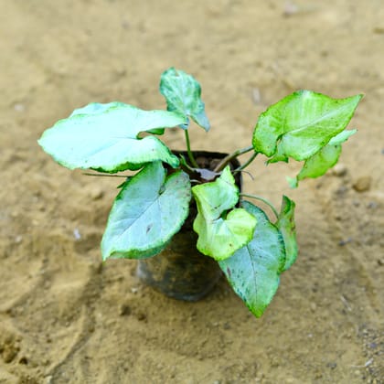 Buy Syngonium White in 4 Inch white Nursery Pot Online | Urvann.com