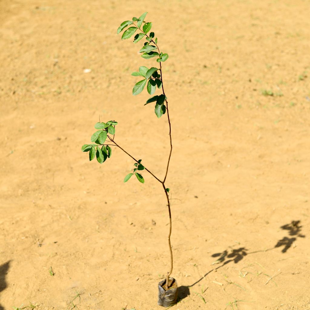 Lagerstromia Indica / Pride of India (~ 3.5 Ft) in 3 Inch Nursery Bag