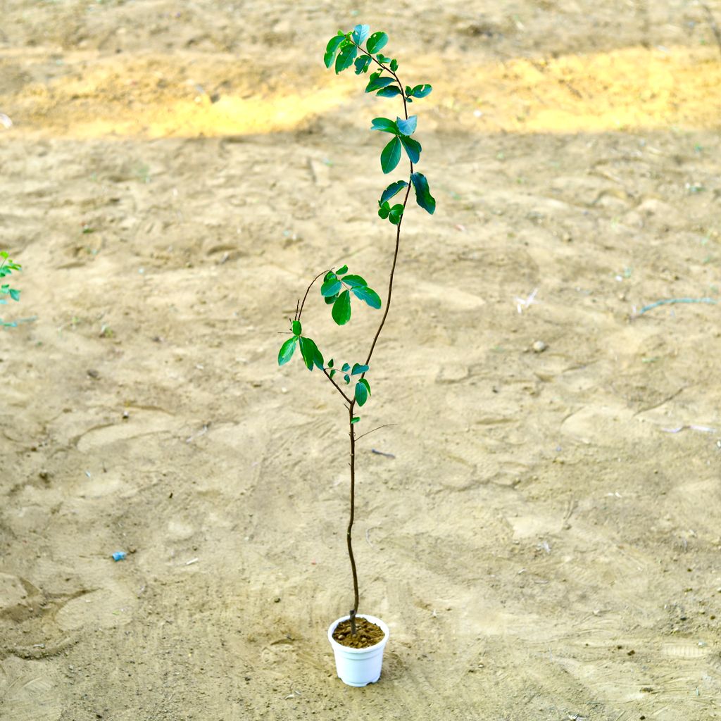 Lagerstromia Indica / Pride of India (~ 3.5 Ft) in 4 Inch White Nursery Pot