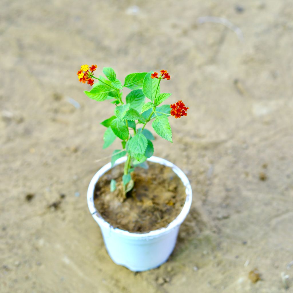 Lantana Red in 4 Inch White Nursery Pot