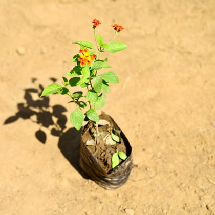 Buy Lantana Red in 3 Inch Nursery Bag Online | Urvann.com