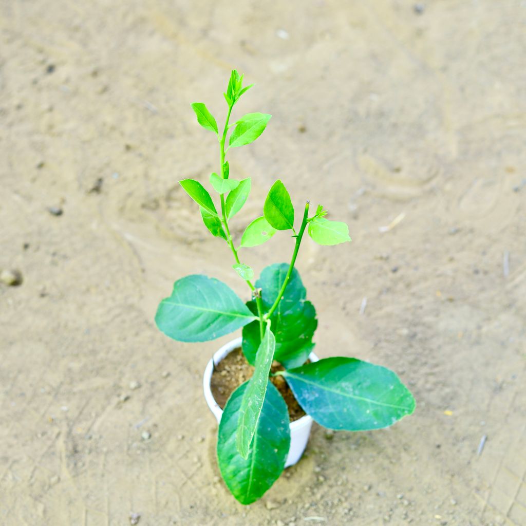 Kagzi Lemon / Nimbu in 4 Inch White Nursery Pot