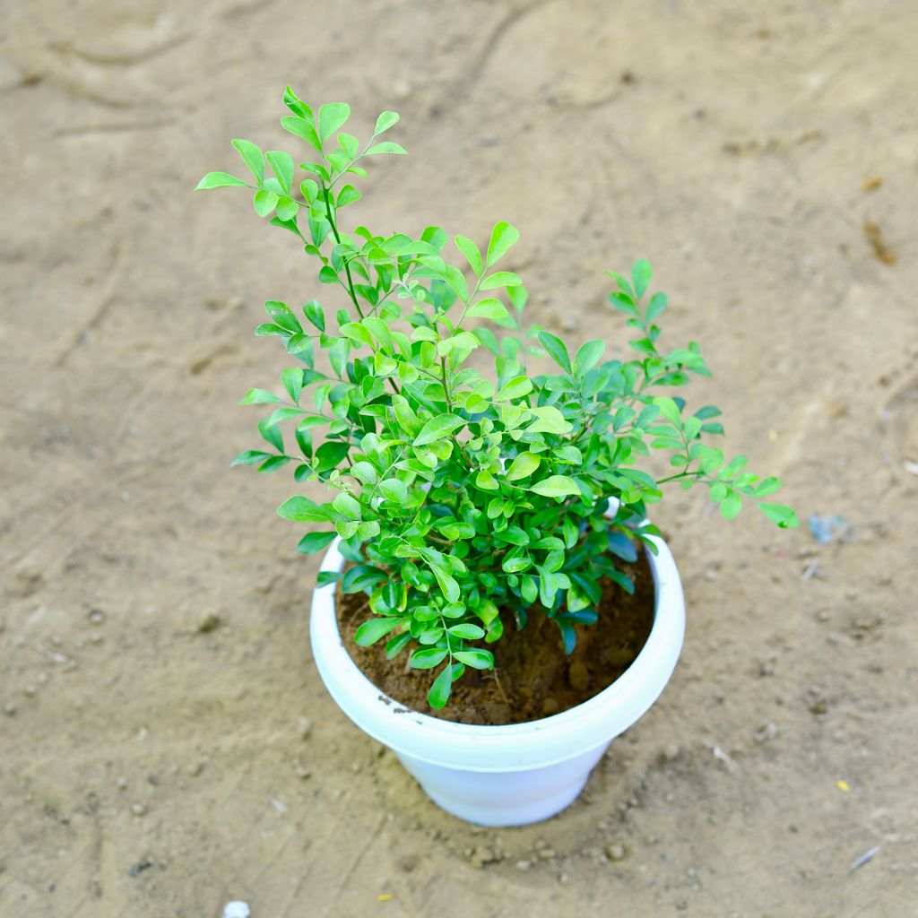 Kamini Dwarf Fragrant (~ 2 Ft) in 8 Inch White Classy Plastic Pot