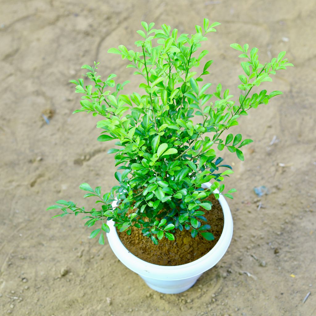 Madhu Kamini / Murraya in 8 Inch White Classy Plastic Pot