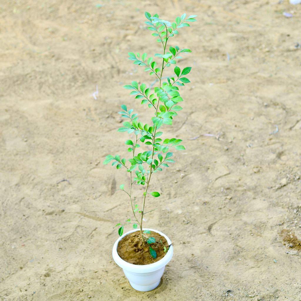 Madhu Kamini / Murraya (~ 3 Ft) in 8 Inch White Classy Plastic Pot