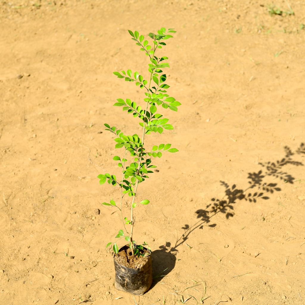 Madhu Kamini / Murraya (~ 3 Ft) in 5 Inch Nursery Bag