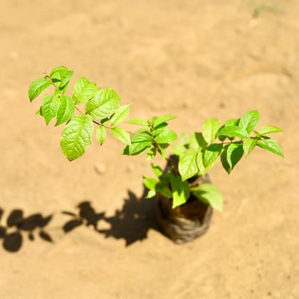 Buy Madhu Malti / Rangoon Creeper in 3 Inch Nursery Bag Online | Urvann.com