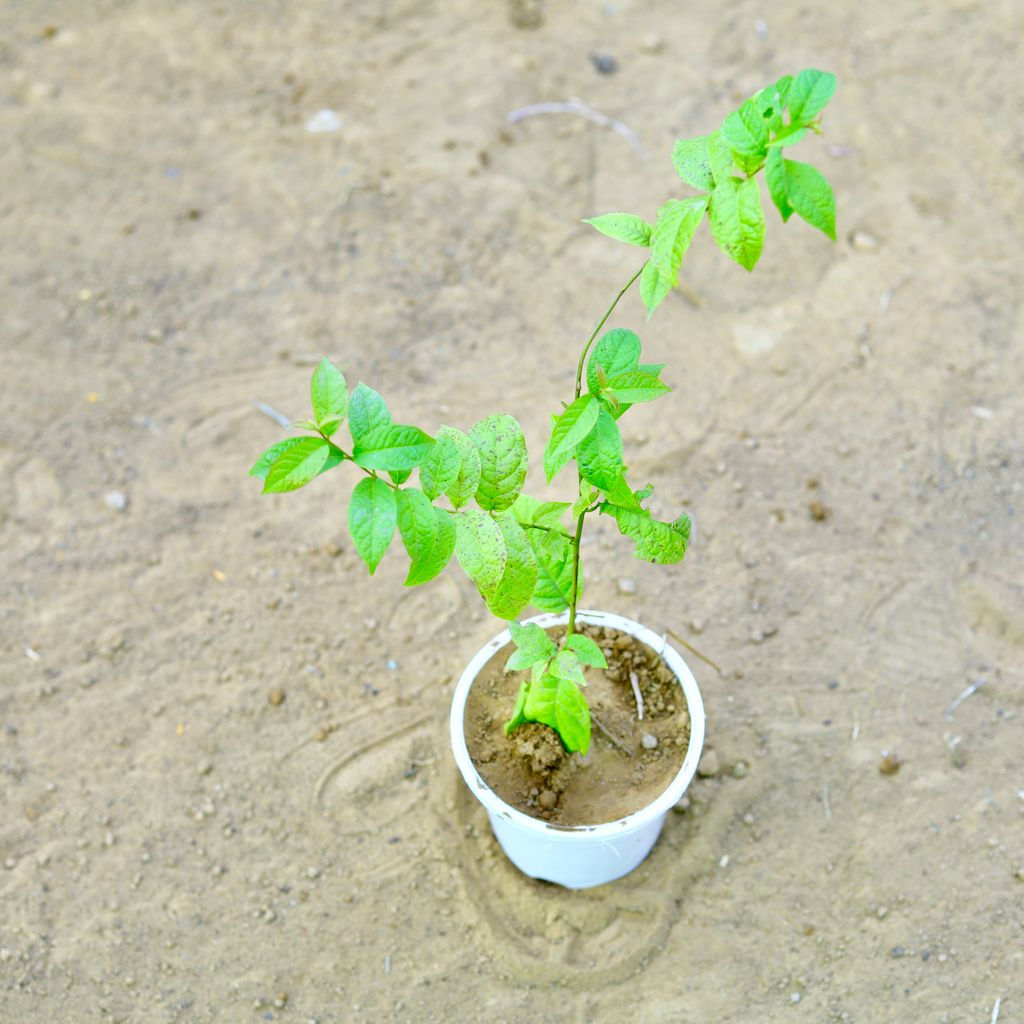 Madhu Malti / Rangoon Creeper in 4 Inch White Nursery Pot