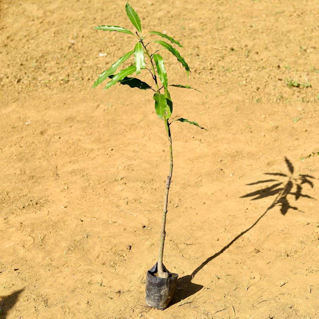 Mango / Aam (~ 3.5 Ft) in 4 Inch Nursery Bag