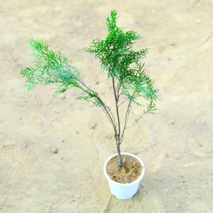 Buy Morpankhi Desi~ 2 ft in 4 Inch Nursery Pot Online | Urvann.com