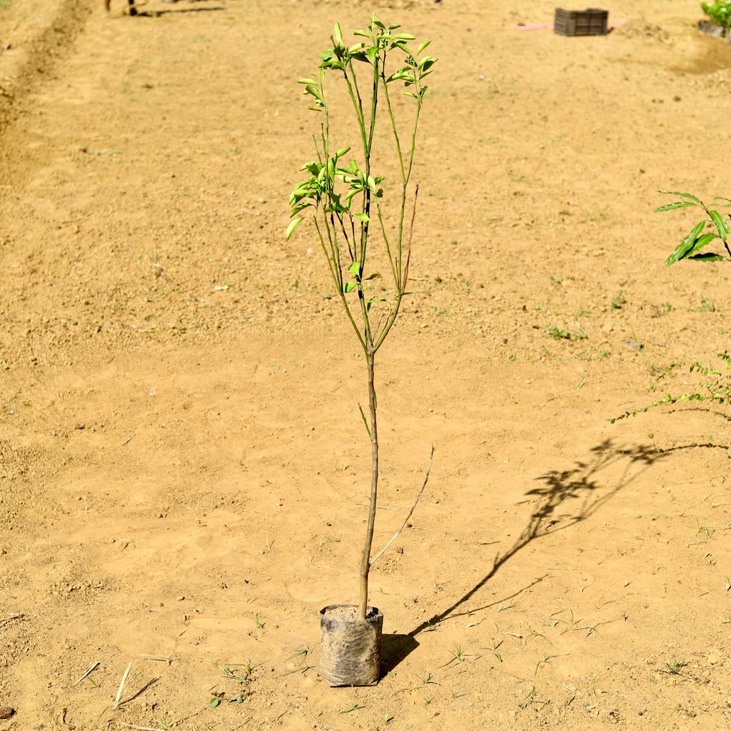 Mosambi / Sweet Lemon (~ 5 Ft) in 6 Inch Nursery Bag