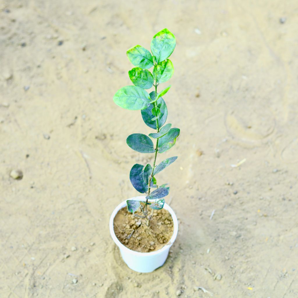 Motia / Jasmine in 4 Inch White Nursery Pot