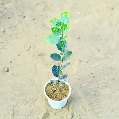 Buy Motia / Jasmine in 4 Inch Nursery Pot Online | Urvann.com