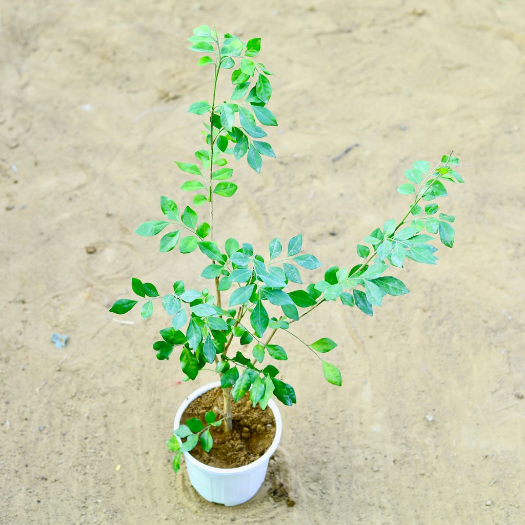 Murraya / Madhu Kamini (~ 1 Ft) in 6 Inch White Super Nursery Pot